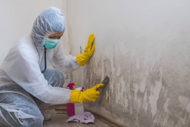 Best Residential Mold Remediation in Lincoln Heights, OH