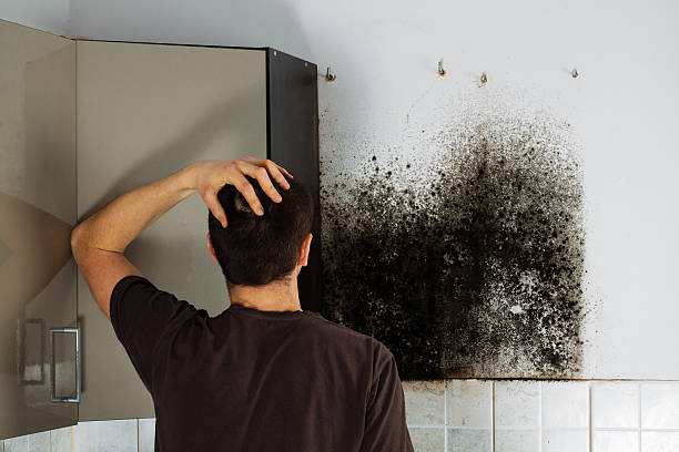Professional Mold Remediation in Lincoln Heights, OH