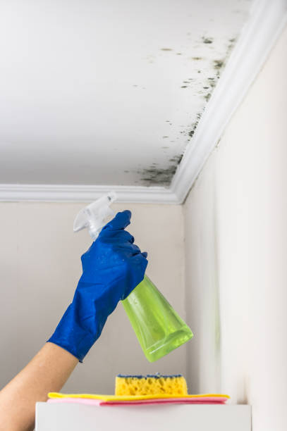 Best Emergency Mold Remediation in Lincoln Heights, OH